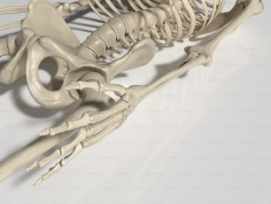 Lo scheletro di un essere umano è mostrato in questa immagine