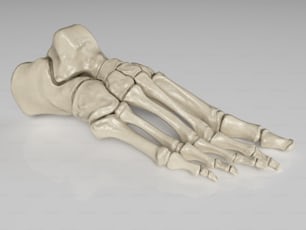 a model of a human foot with the bones exposed
