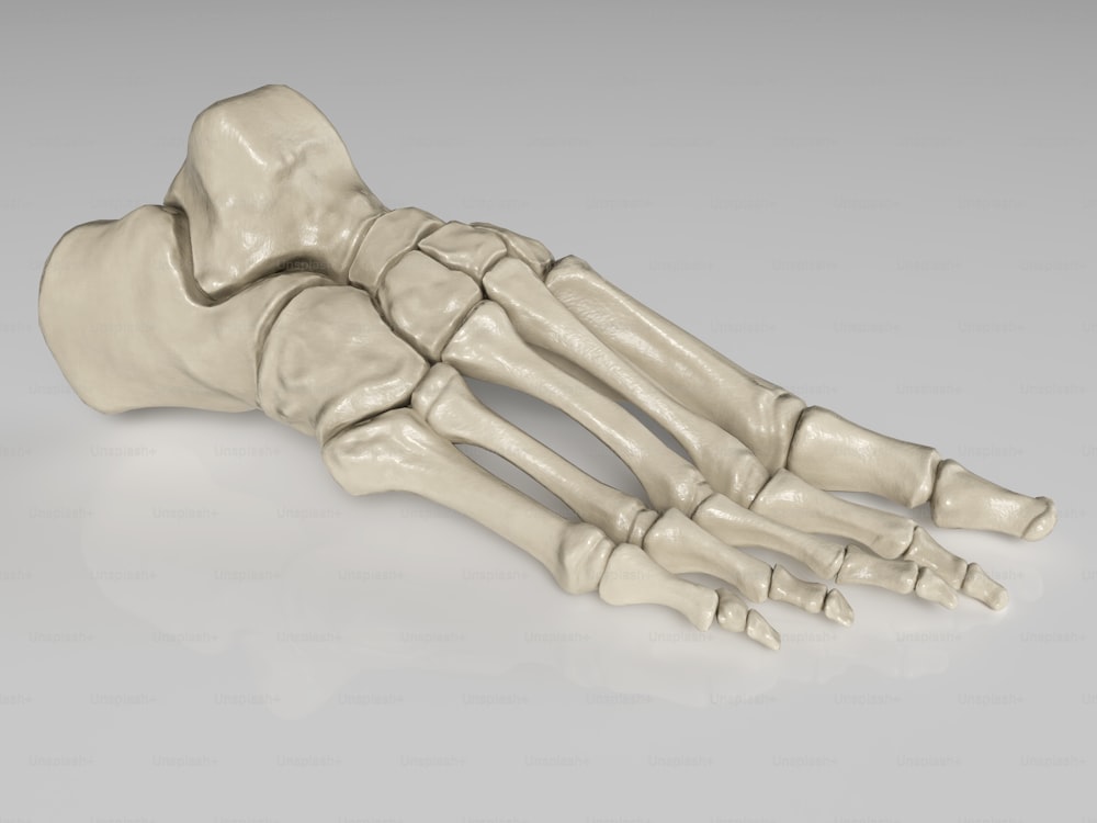um modelo de um pé humano com os ossos expostos