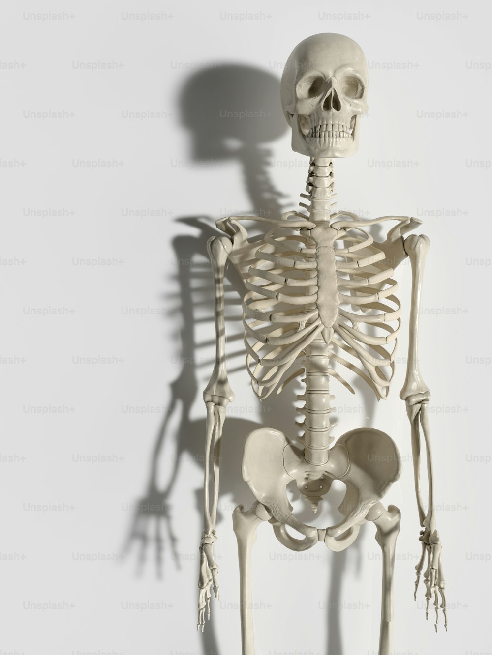 um esqueleto é mostrado com uma sombra na parede