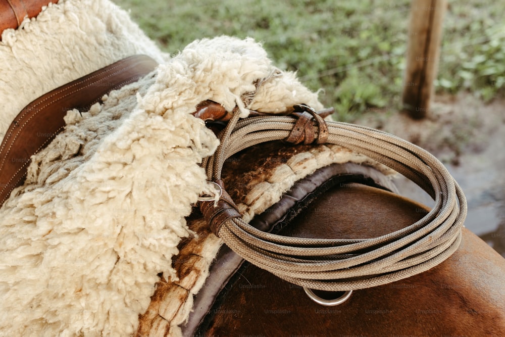 a close up of a horse's bridle and reins