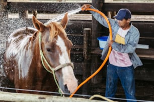 a man washing a horse with a hose