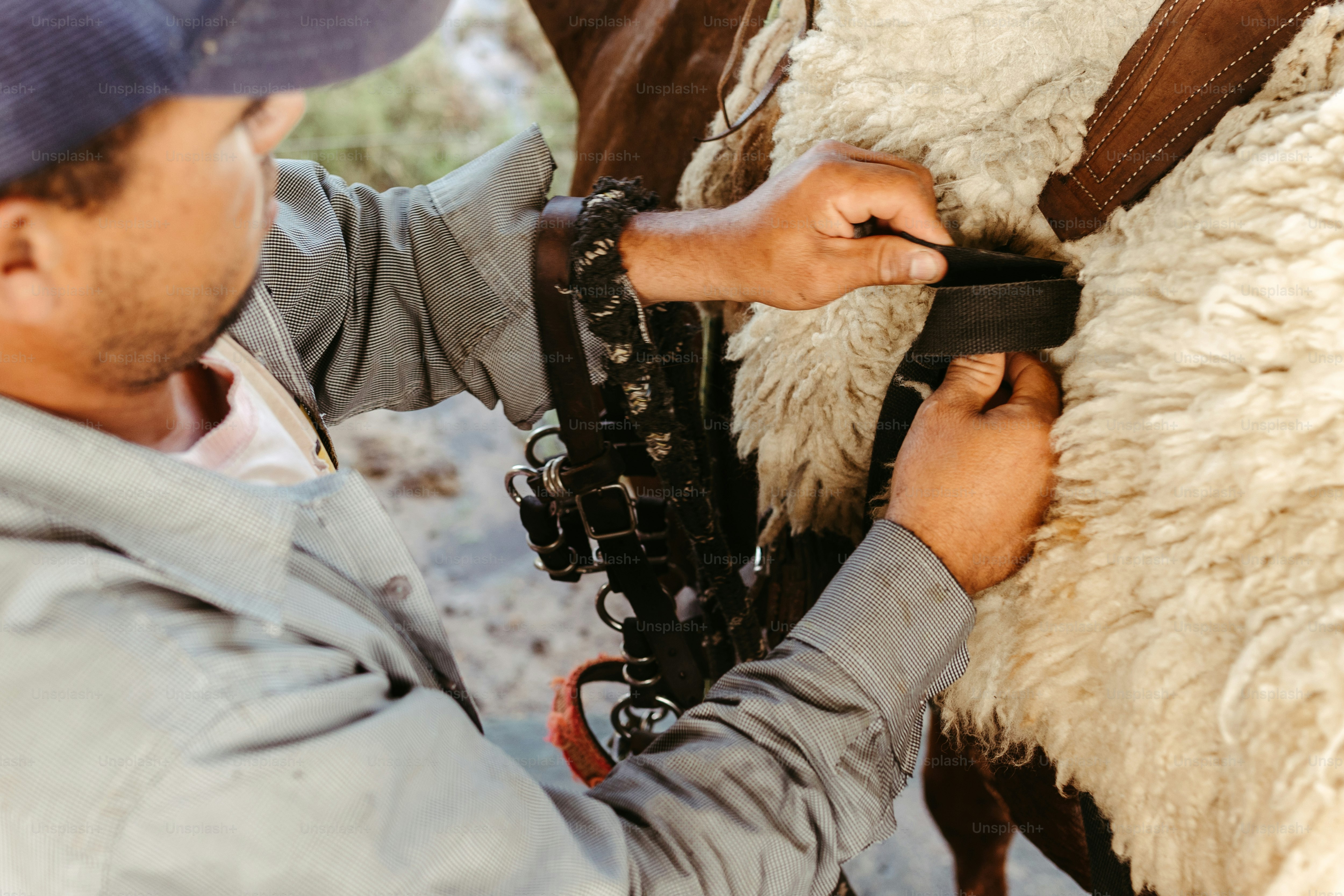 a man is trimming a sheep's wool with a pair of scissors