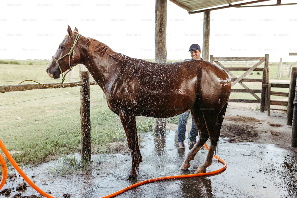 Un cheval brun aspergé d’eau par un homme