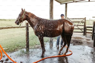 um cavalo marrom sendo pulverizado com água por um homem