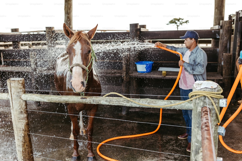 a horse is being sprayed by a man with a hose