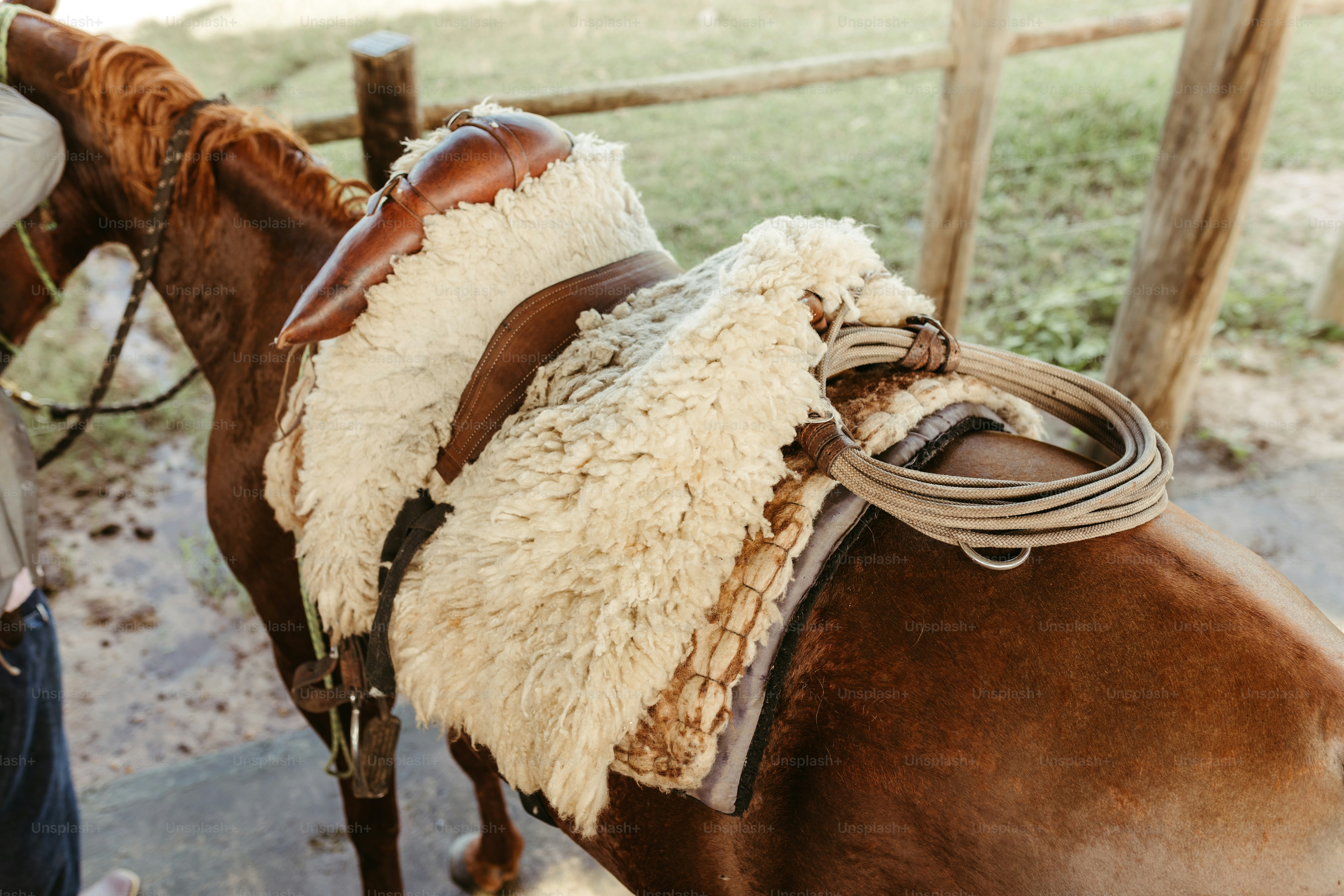 Un primer plano de un caballo con una silla de montar
