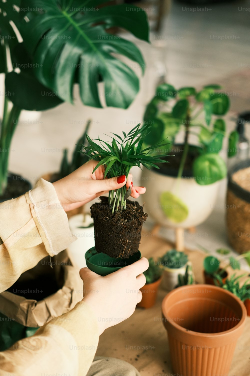 a person is holding a plant in their hand