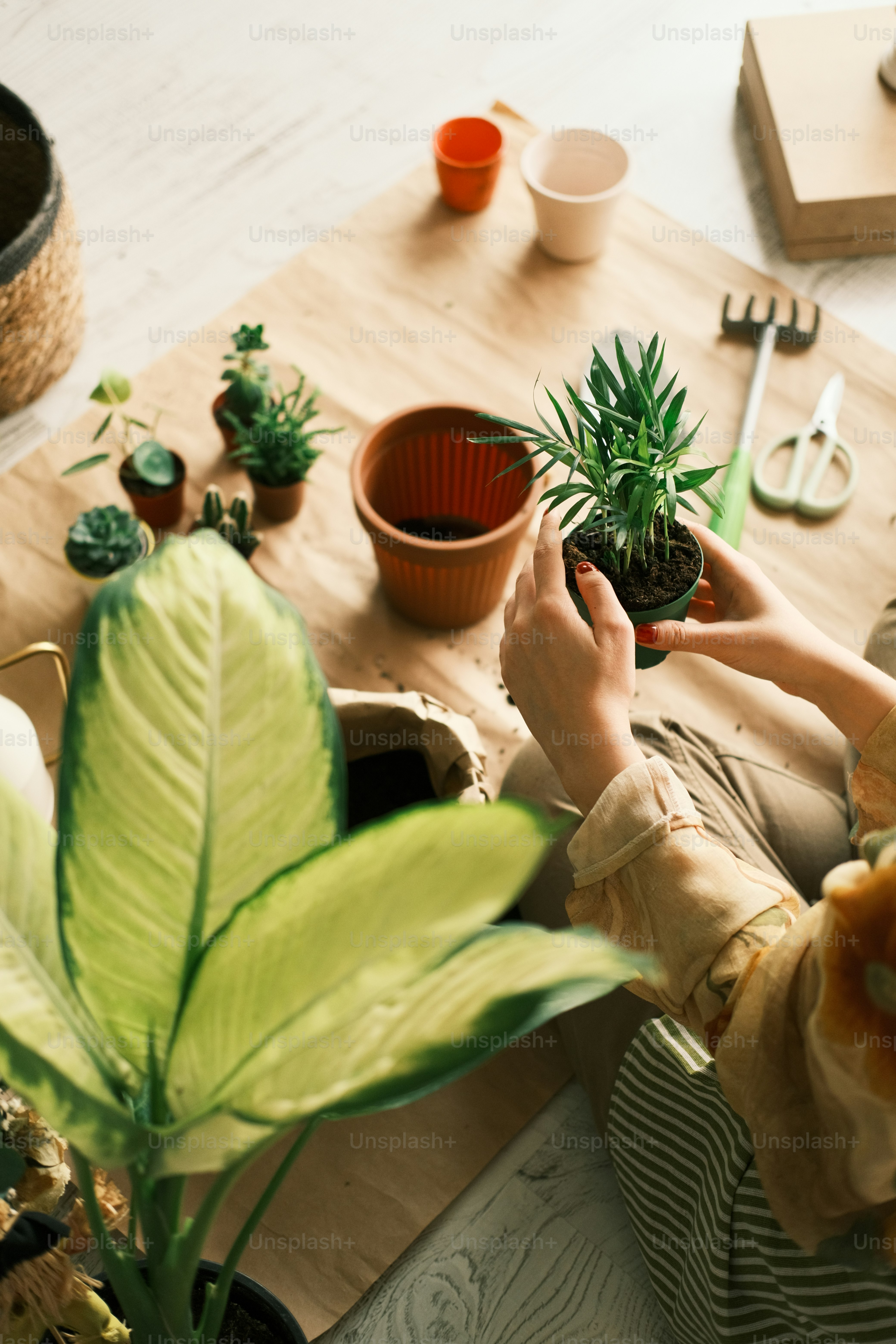 a person holding a potted plant on a table