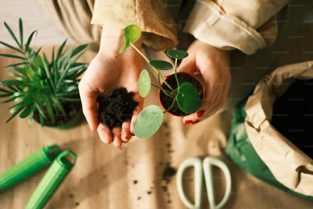 植物を手に持つイメージ