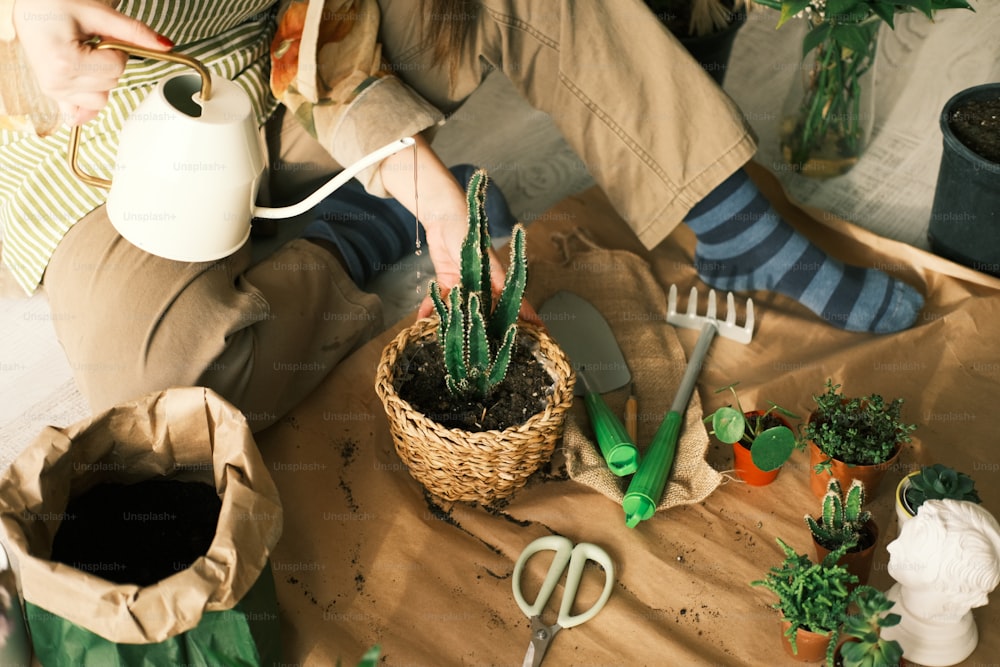 a person sitting on a table with a potted cactus