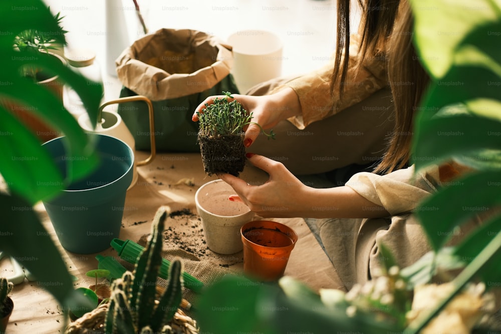 a person holding a small cactus in their hand