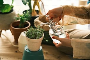 a person is pouring water into a potted plant