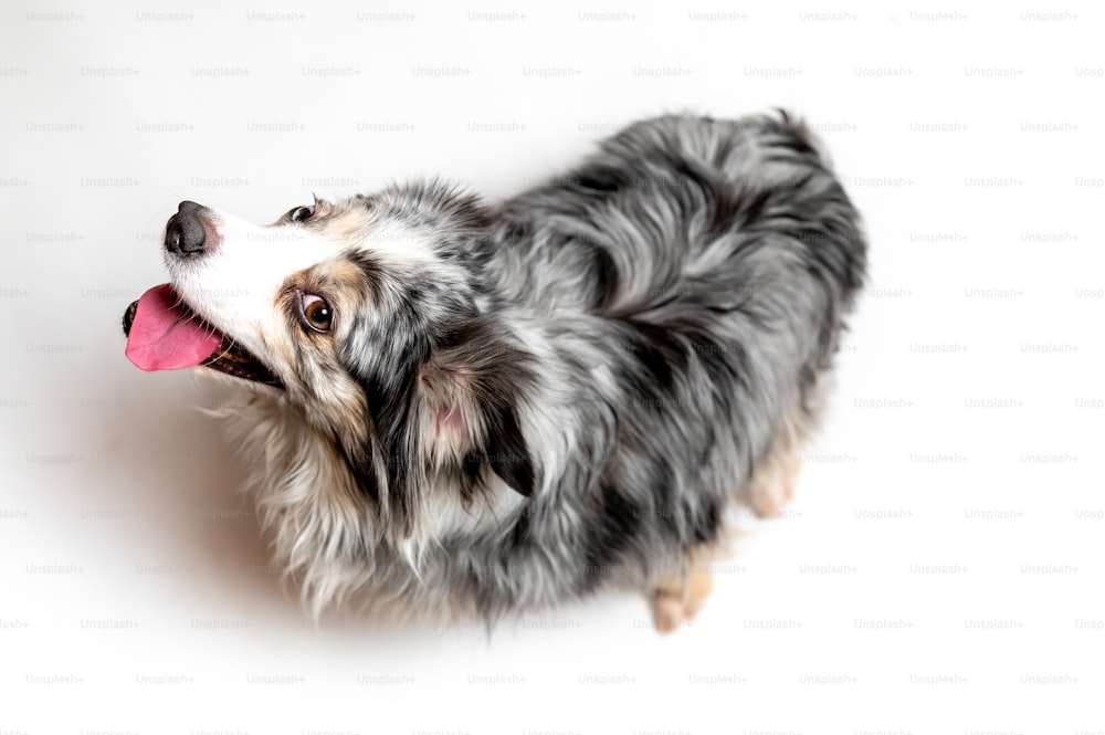 Un perro pequeño con la lengua colgando