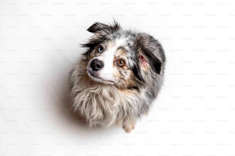 a close up of a dog on a white background
