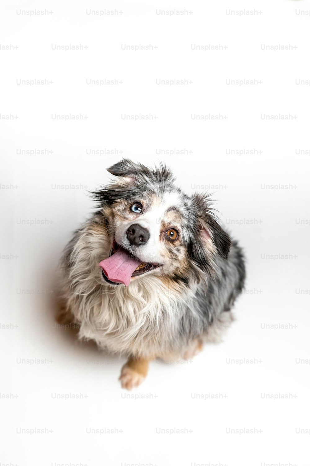 白い表面に座っているピンクの舌を持つ犬