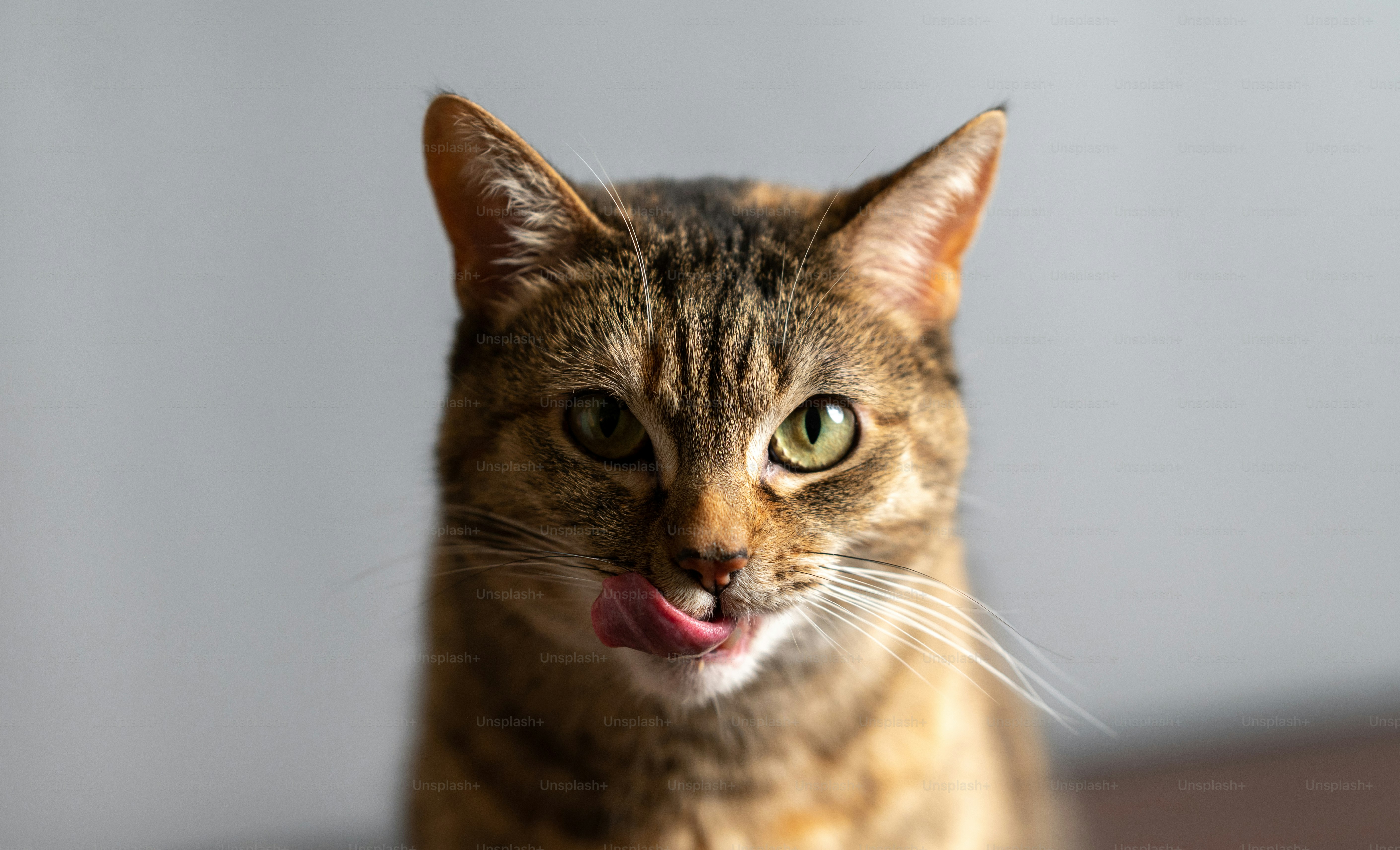 a close up of a cat with its mouth open