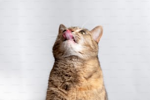 a close up of a cat with its mouth open