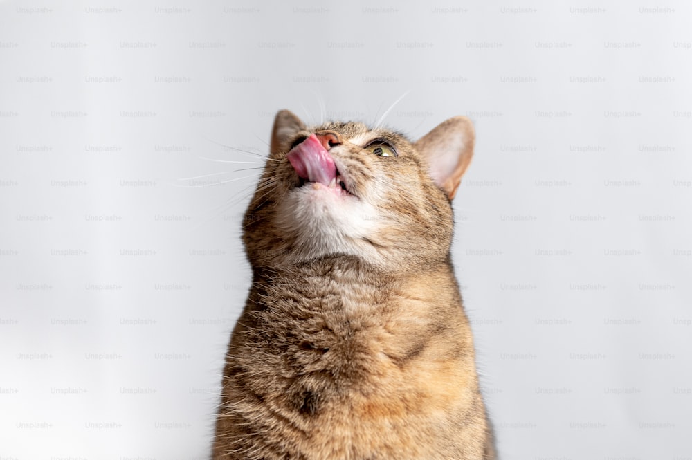 a close up of a cat with its mouth open