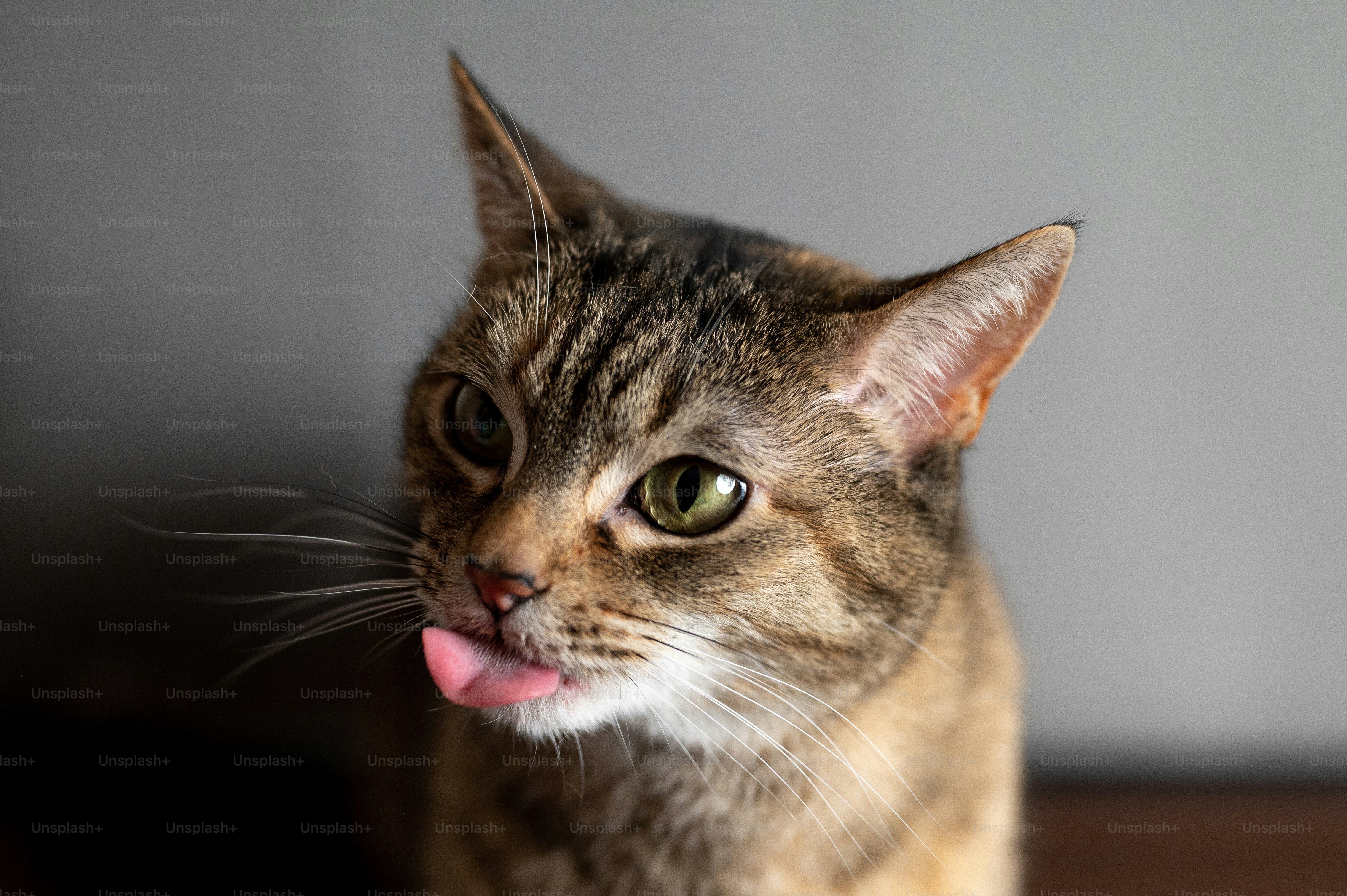 a close up of a cat with its tongue out