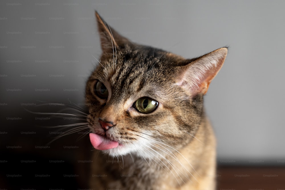 a close up of a cat with its tongue out