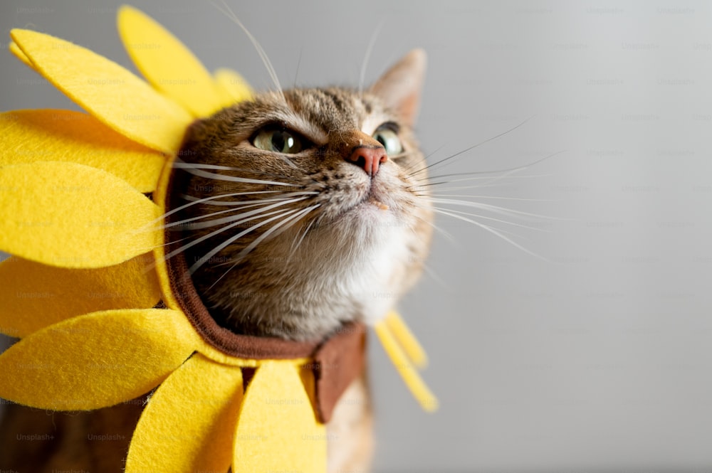 um gato vestindo um traje de girassol em sua cabeça