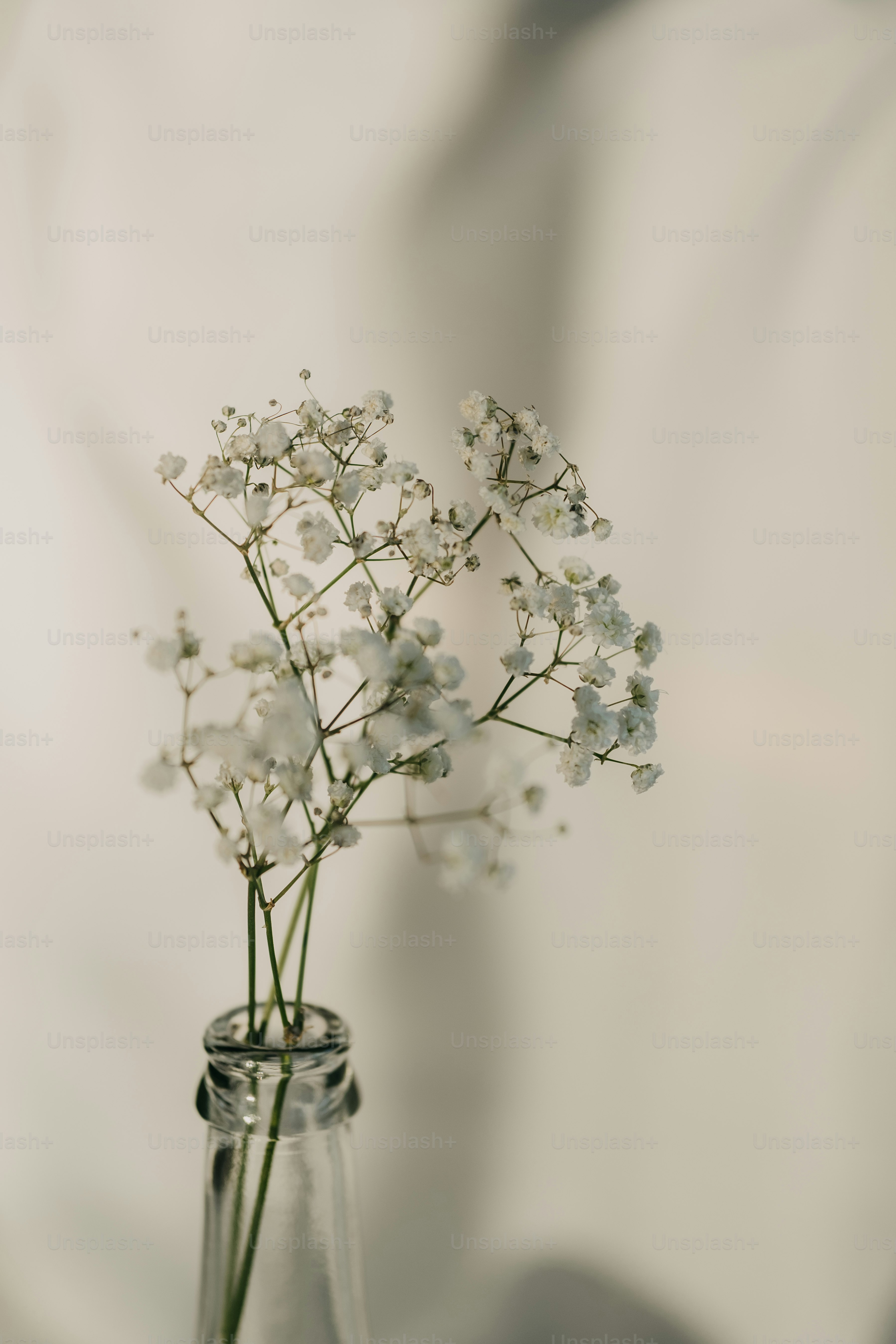Best 100+ Babys Breath Pictures | Download Free Images on Unsplash