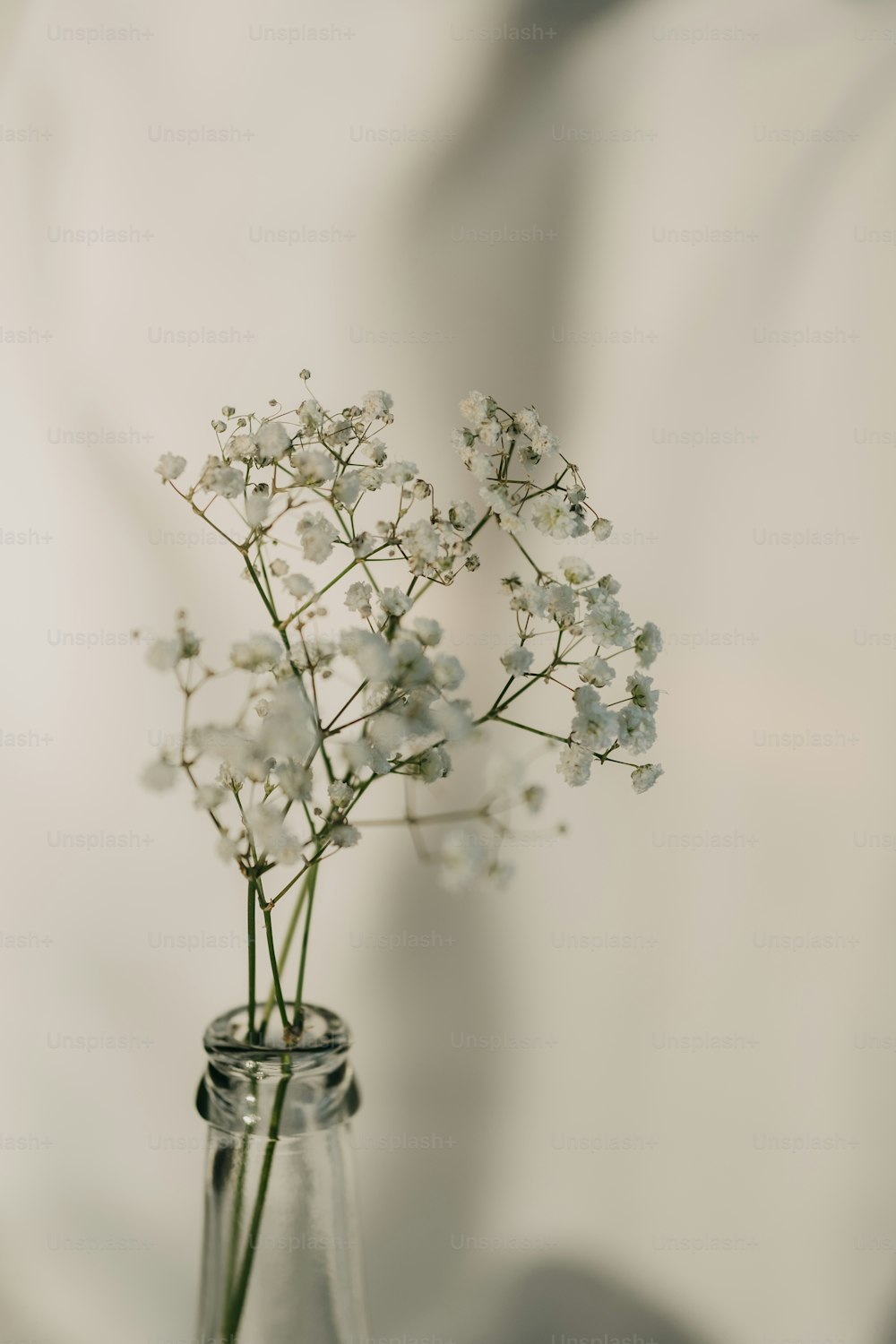 eine Glasvase gefüllt mit weißen Blumen auf einem Tisch