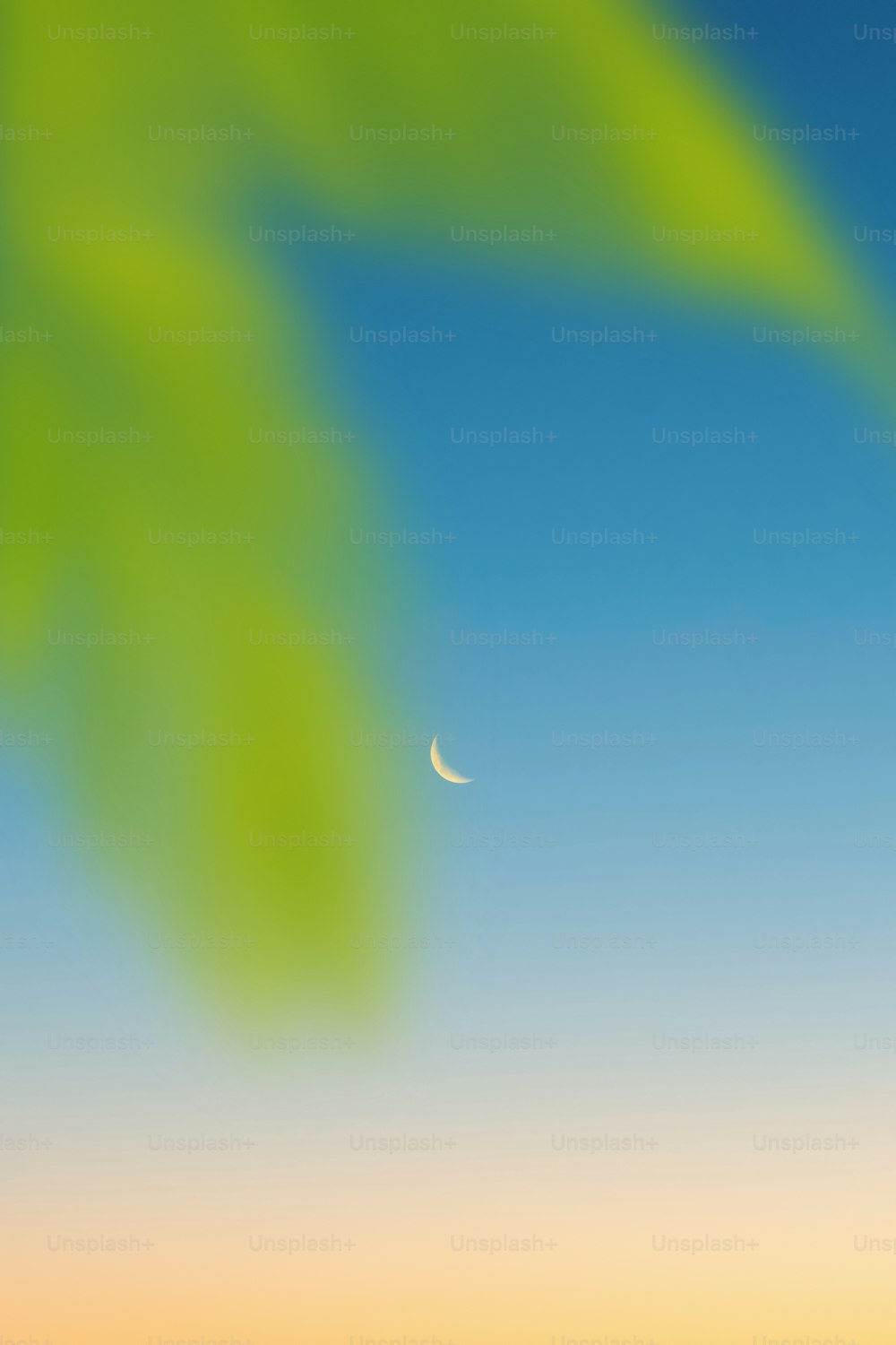 uma imagem borrada de uma folha verde e uma meia-lua