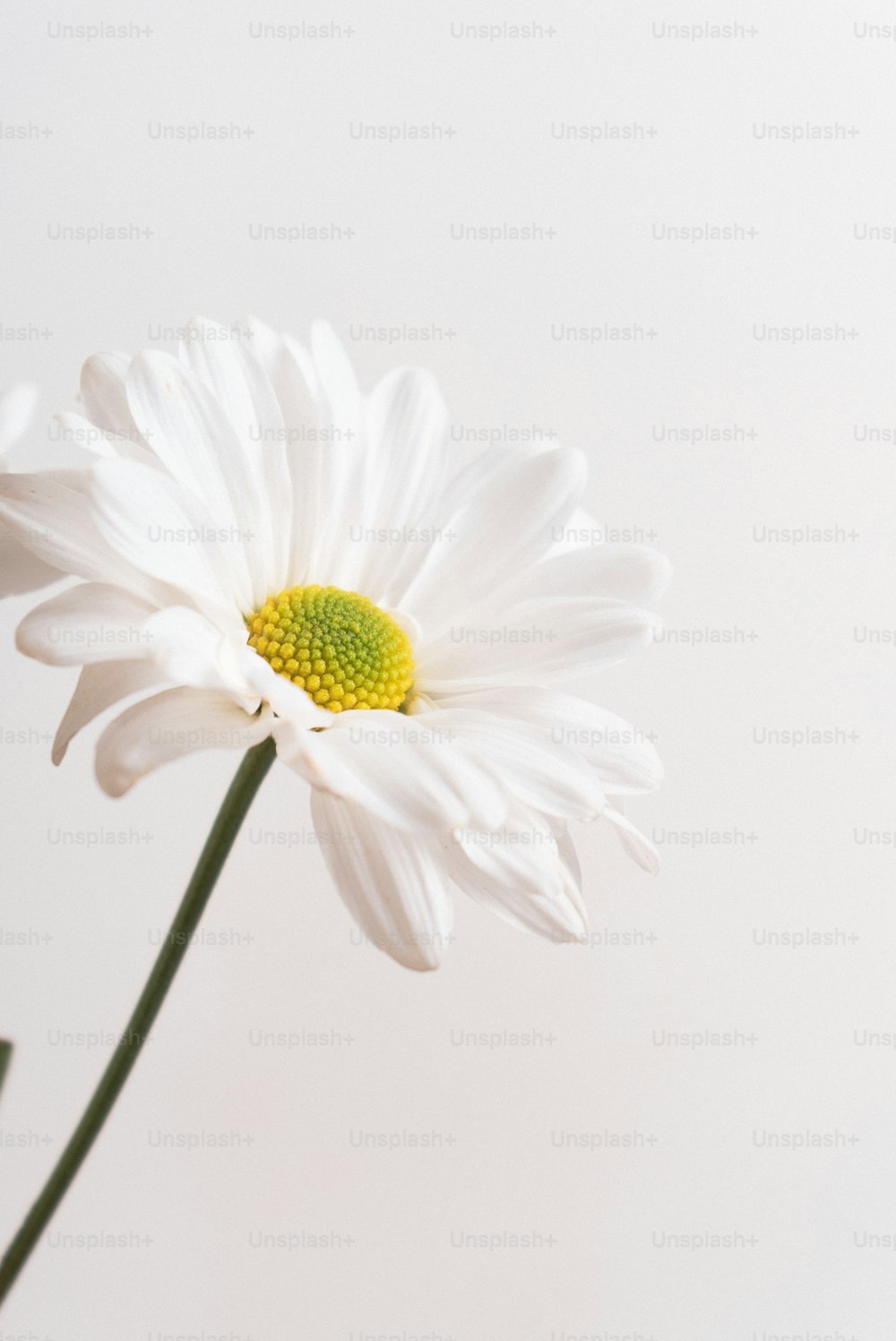 un fiore bianco con un centro giallo su uno sfondo bianco