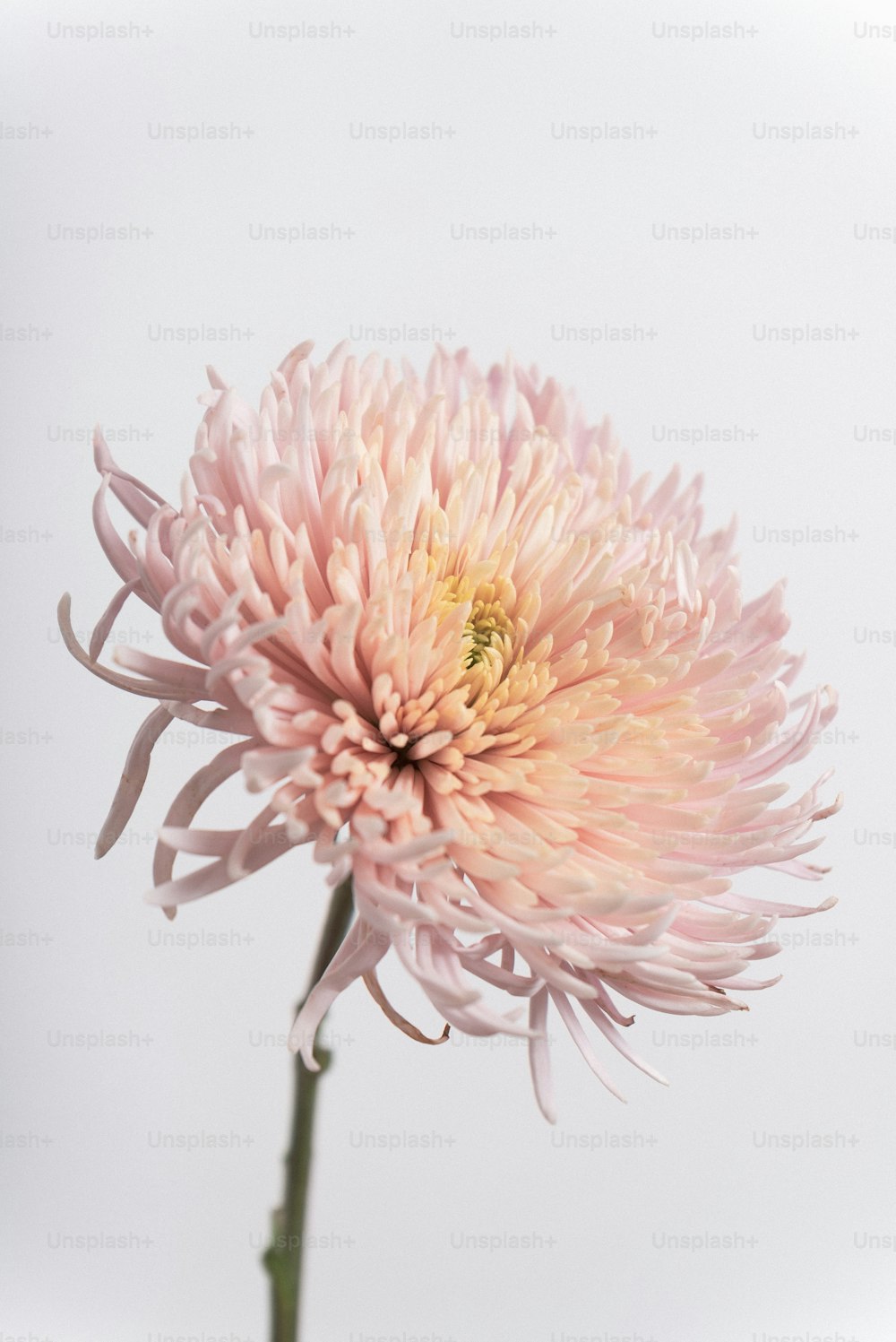 uma flor cor-de-rosa com um fundo branco