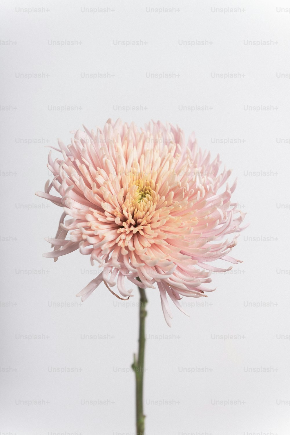 a pink flower with a white background