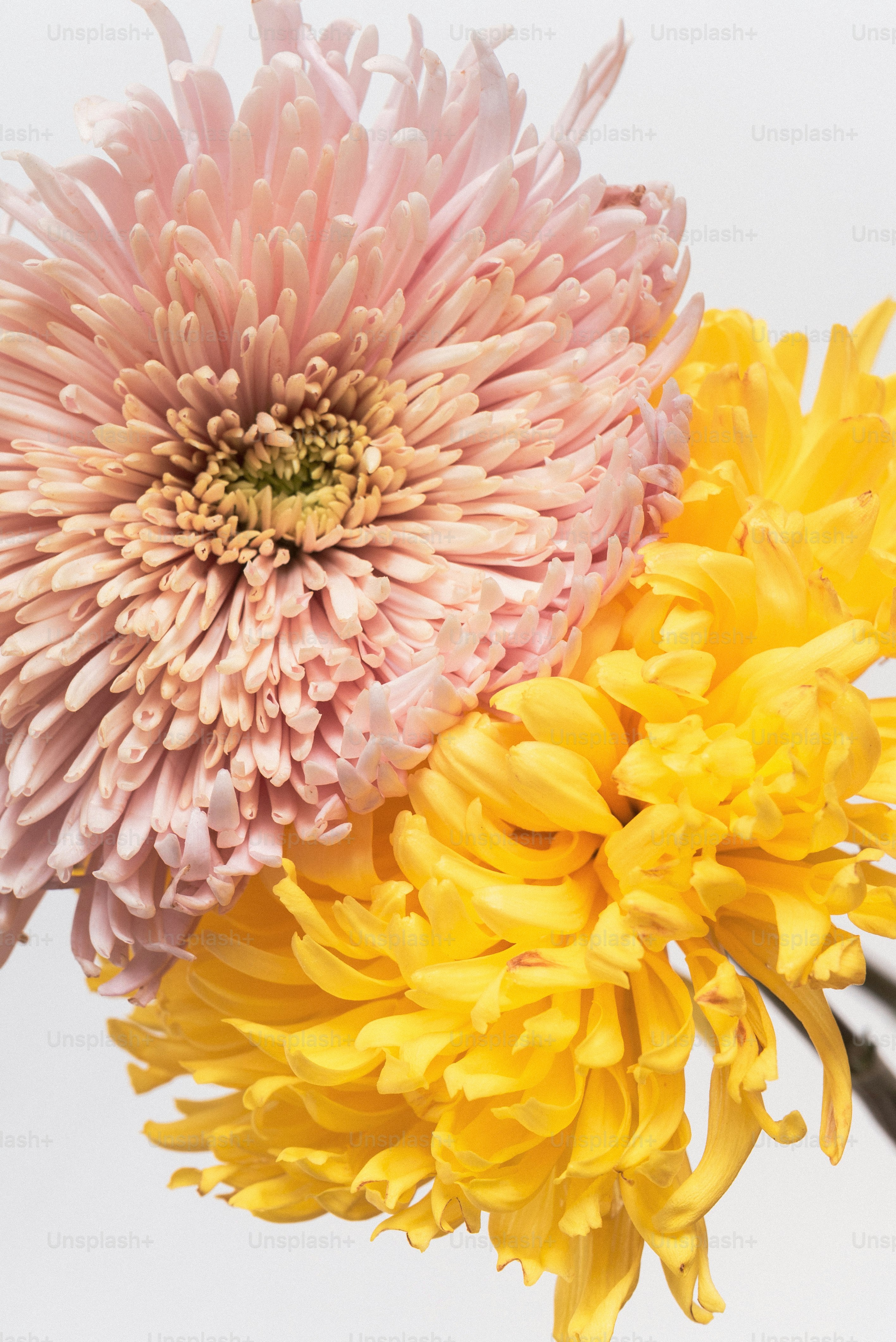 um par de flores que estão em um vaso