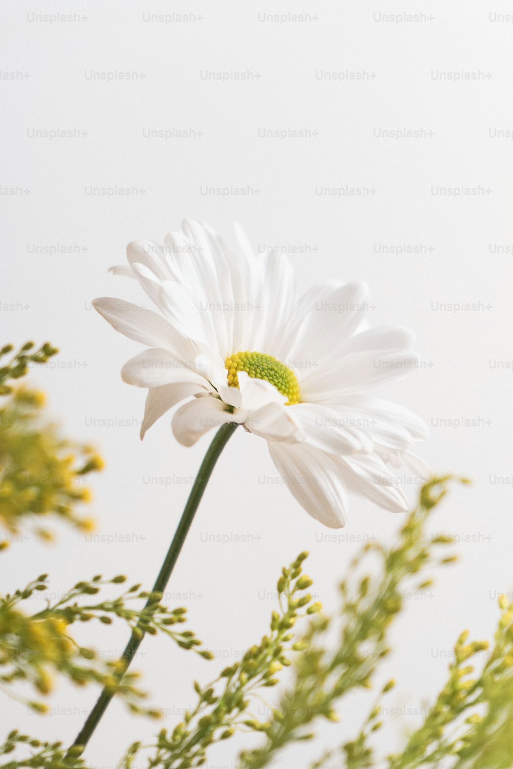 1K+ Dry Flower Pictures  Download Free Images on Unsplash