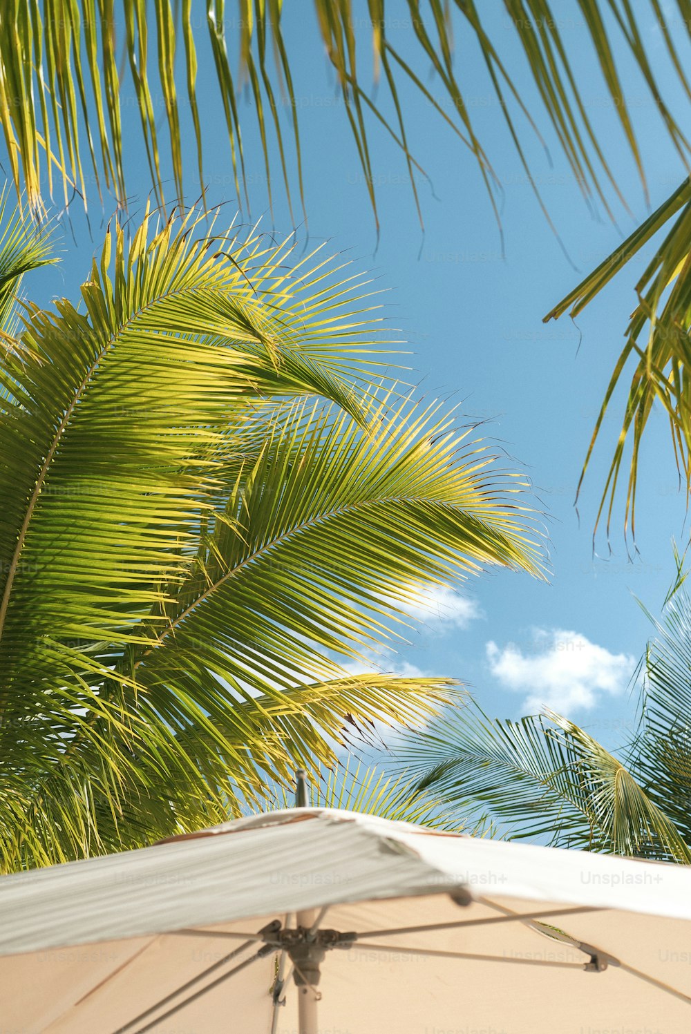 a white umbrella sitting under a palm tree