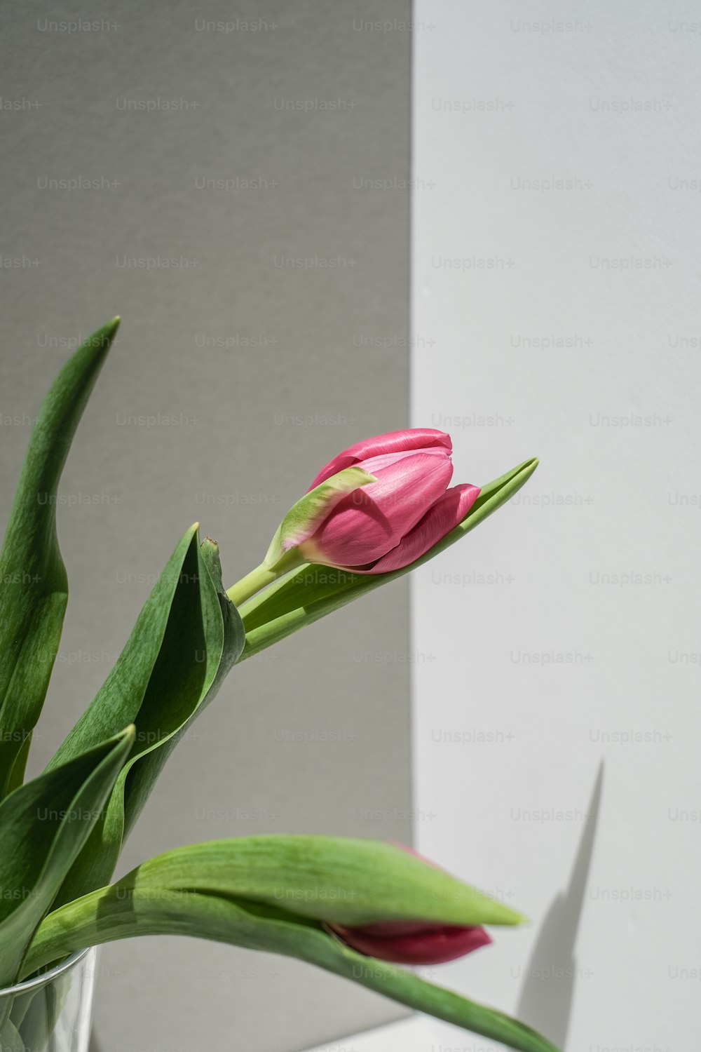Une fleur rose est dans un vase transparent