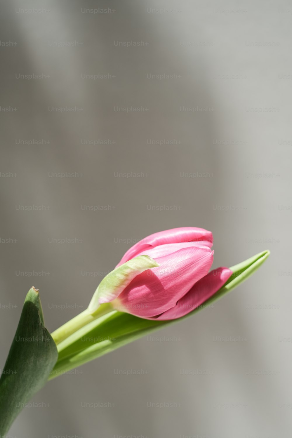 eine einzelne rosa Blume mit grünem Stiel