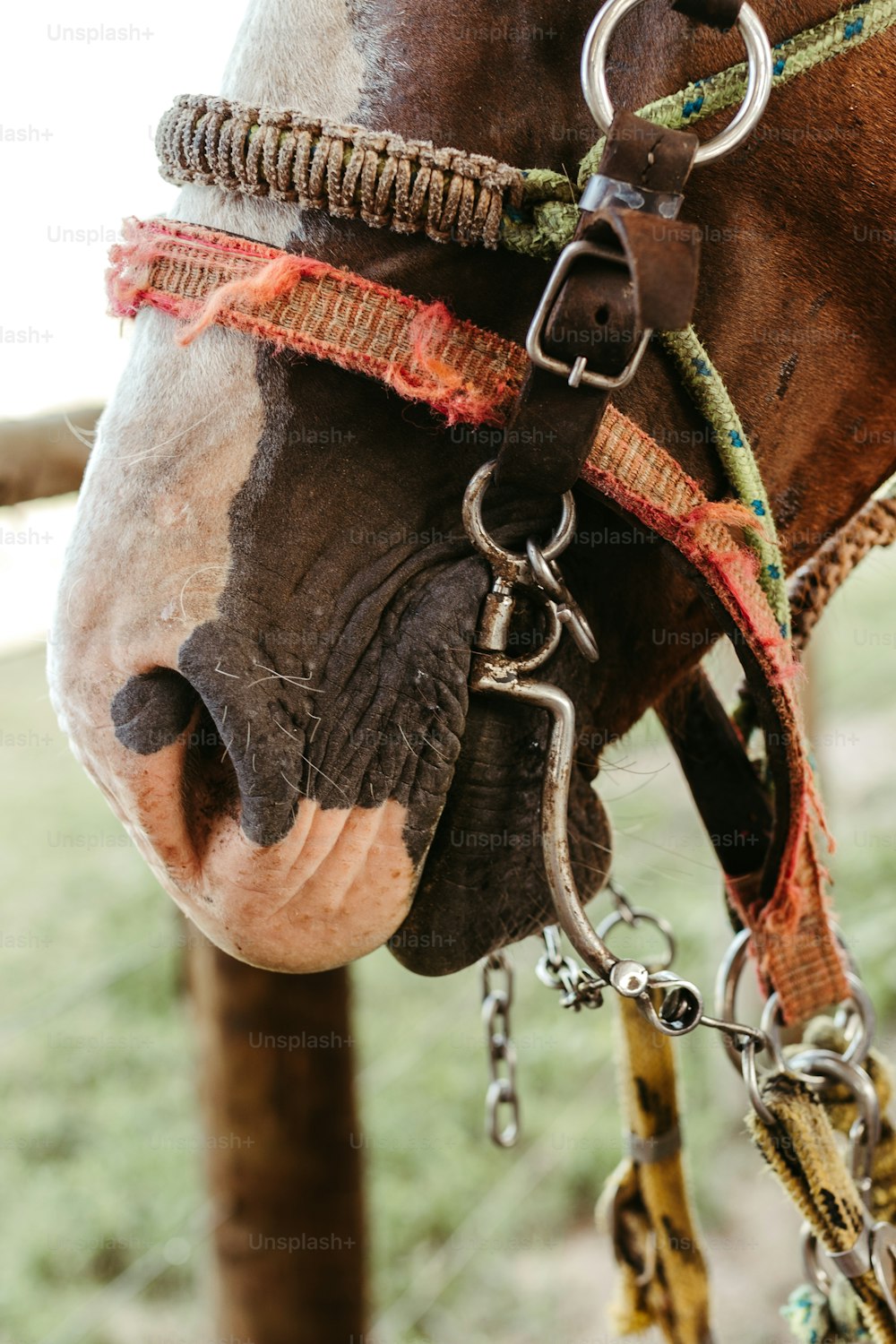 Eine Nahaufnahme des Zaumzeugs und der Zügel eines Pferdes