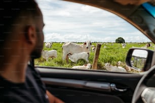 a man driving a car in front of a herd of cows