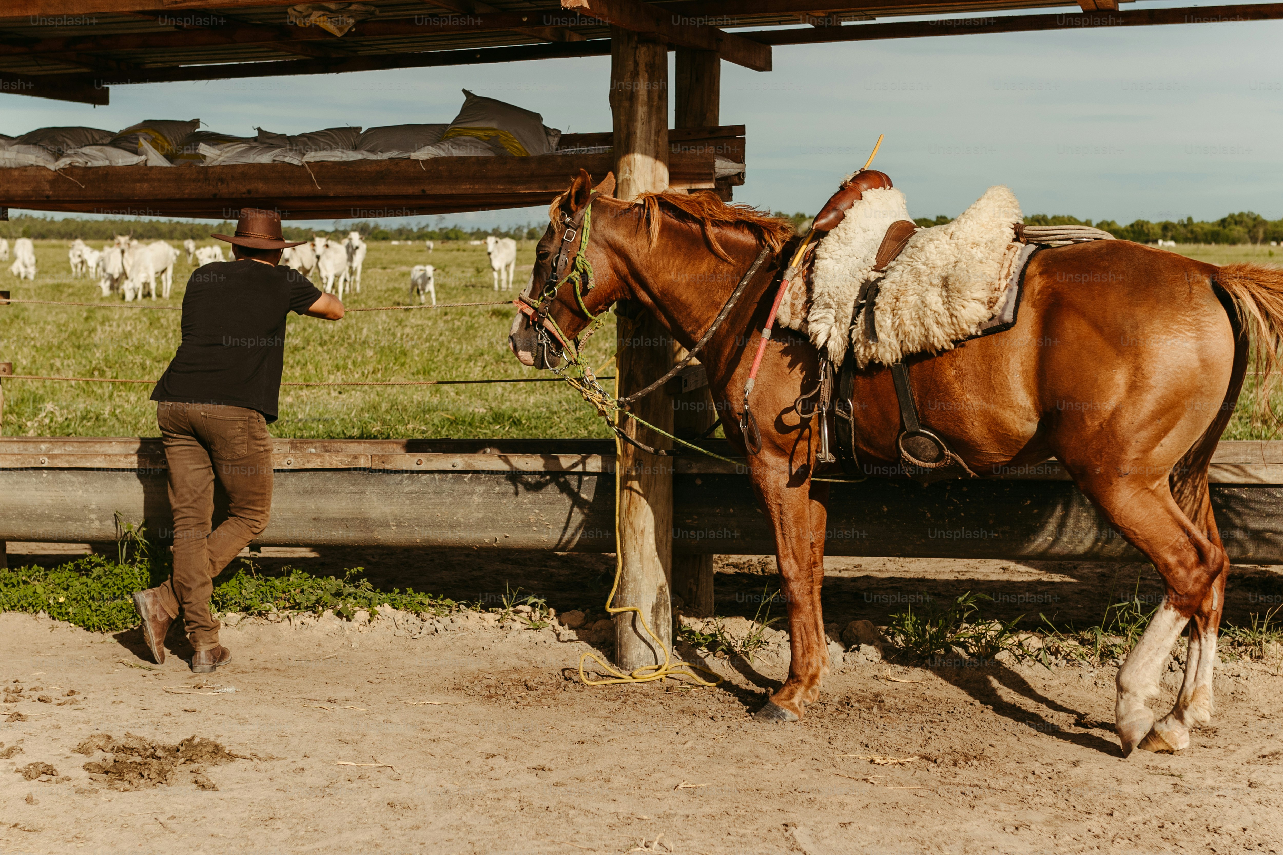 a man standing next to a brown horse