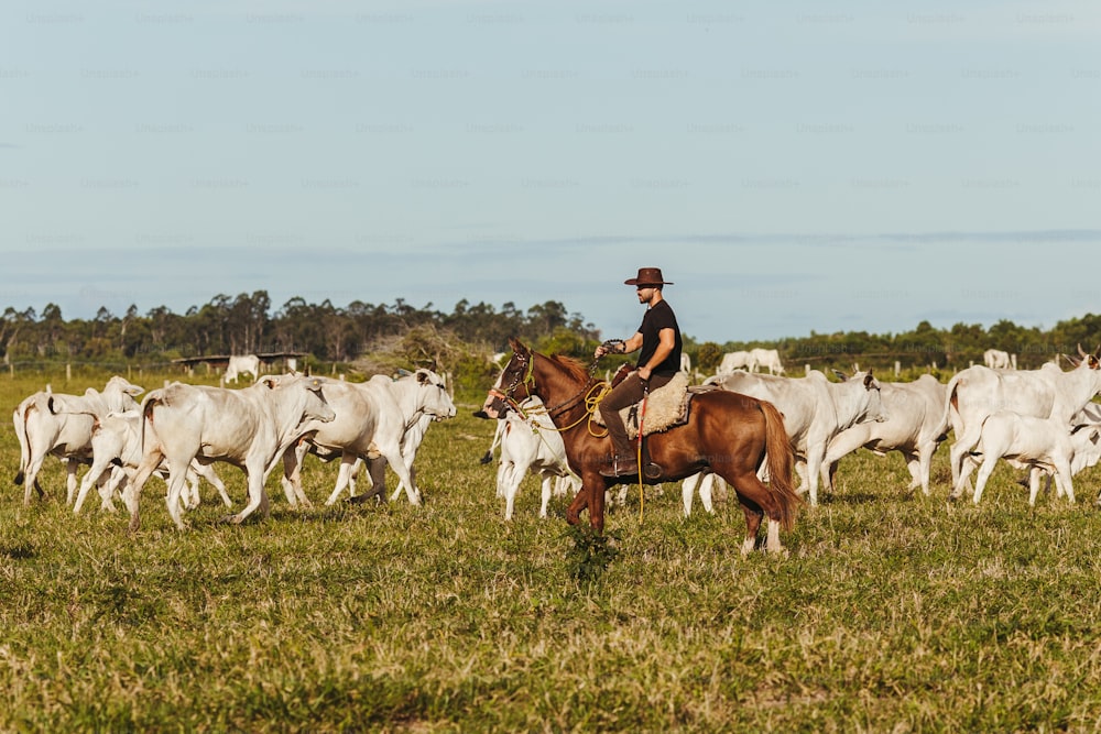 a man riding on the back of a brown horse next to a herd of white