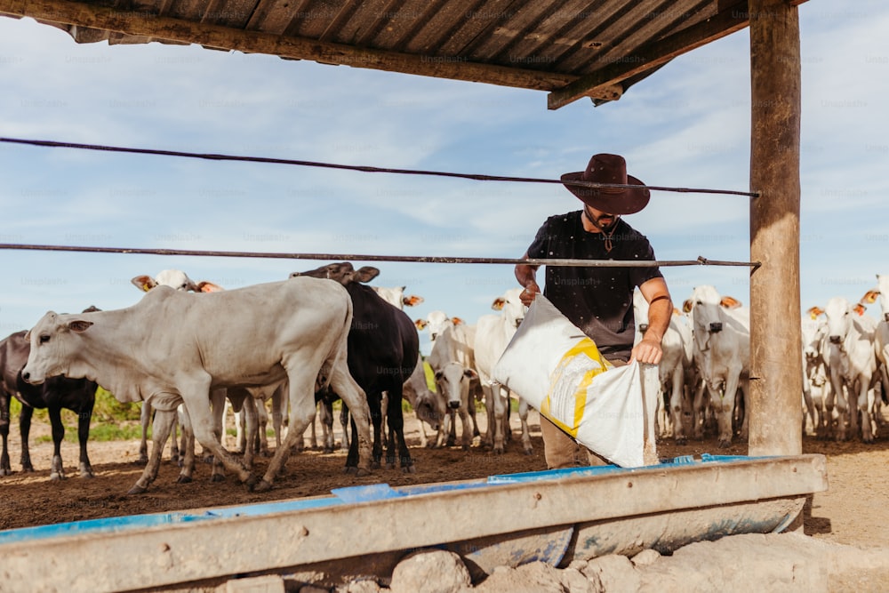 Un hombre con sombrero de vaquero está ordeñando vacas