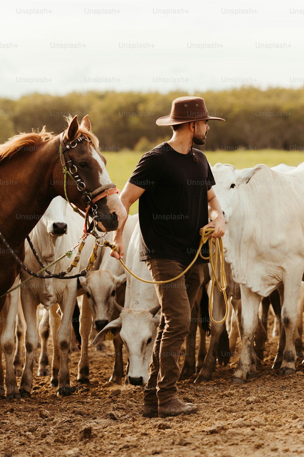 um homem liderando um rebanho de gado em um campo