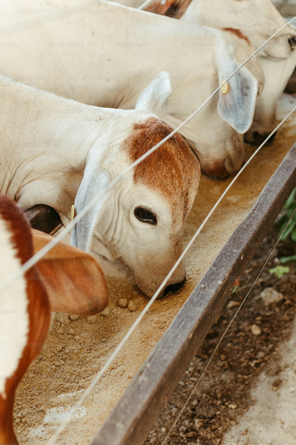 a couple of cows that are laying down