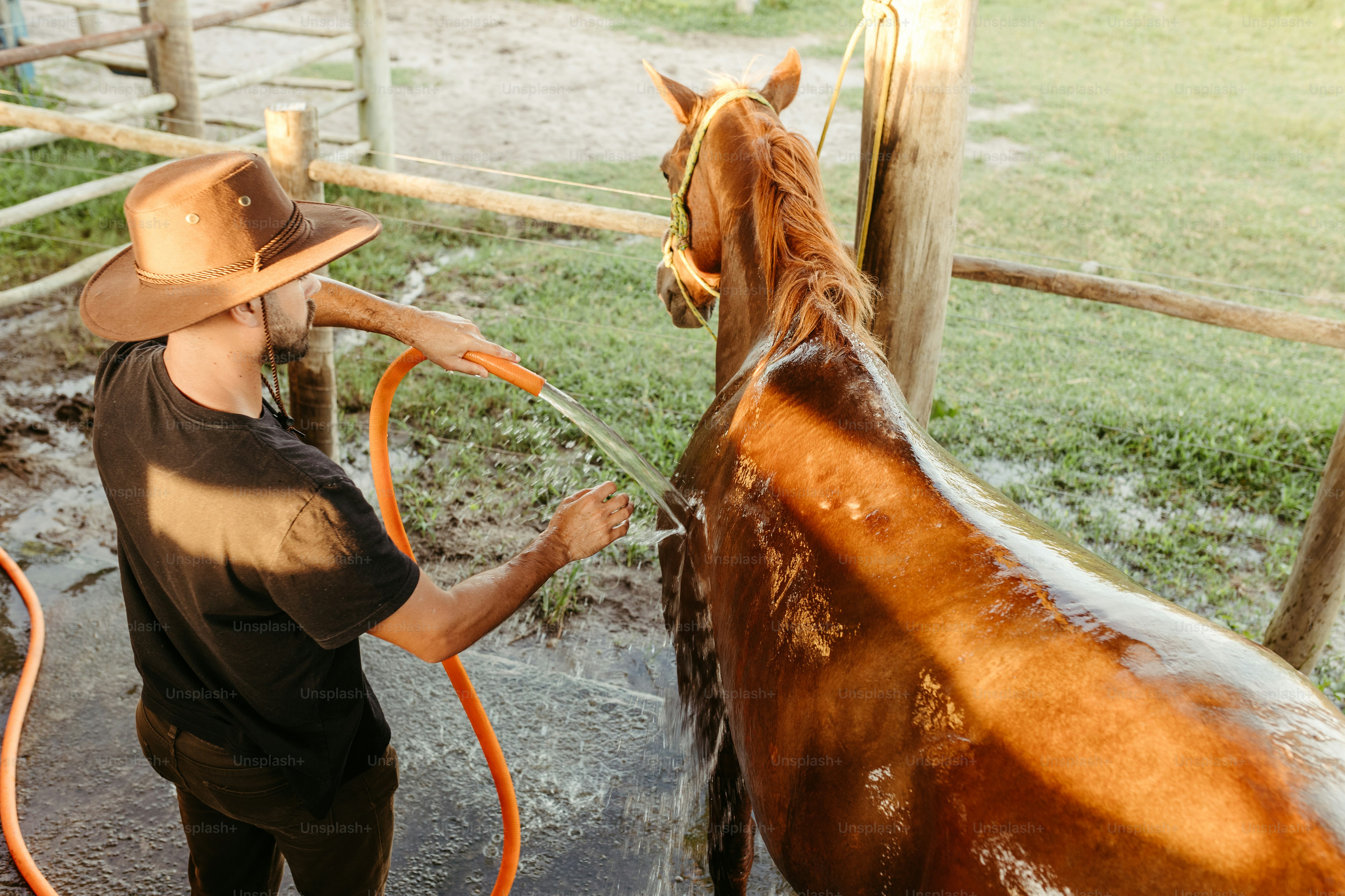 Un hombre lavando un caballo con una manguera