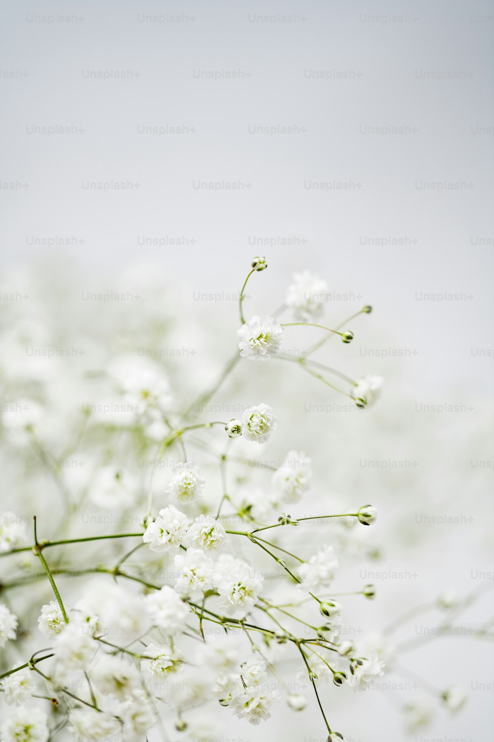 Gros plan d’un bouquet de fleurs blanches