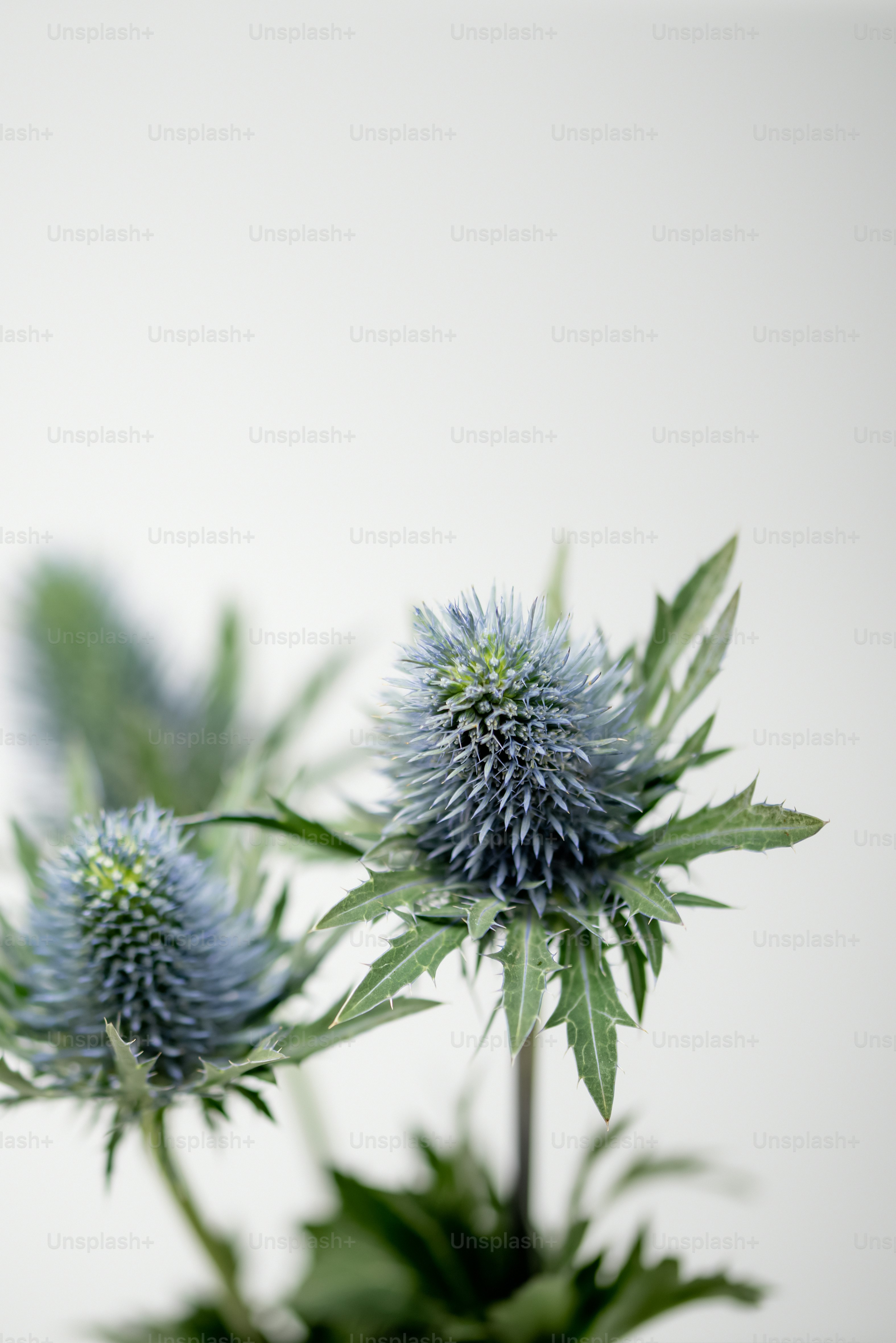 a close up of a plant with a white background