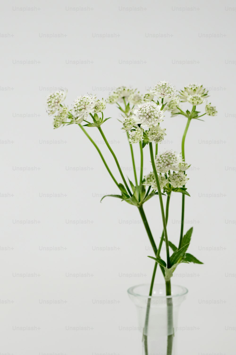 テーブルの上に白い花でいっぱいのガラスの花瓶