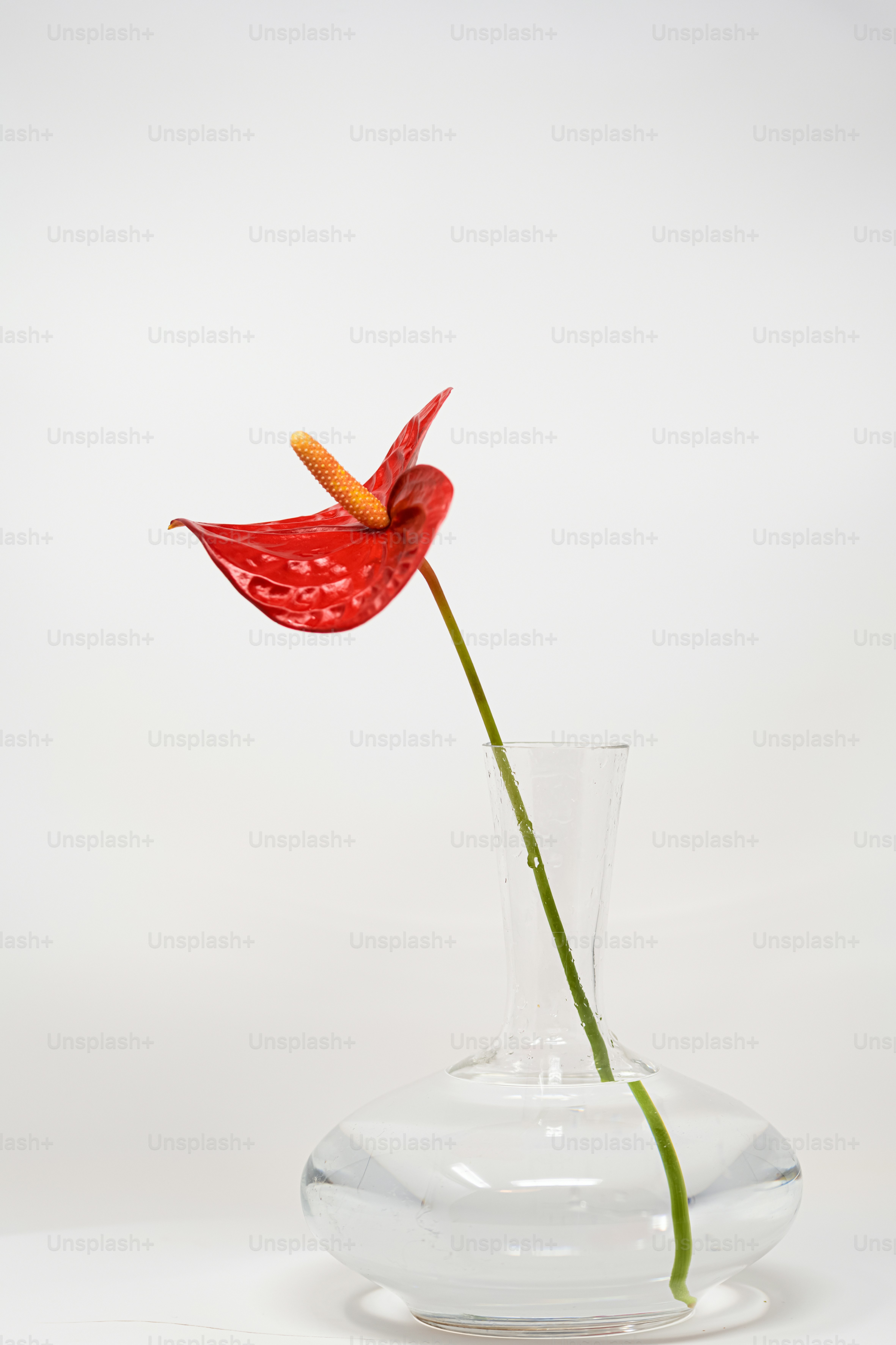 uma única flor vermelha em um vaso claro