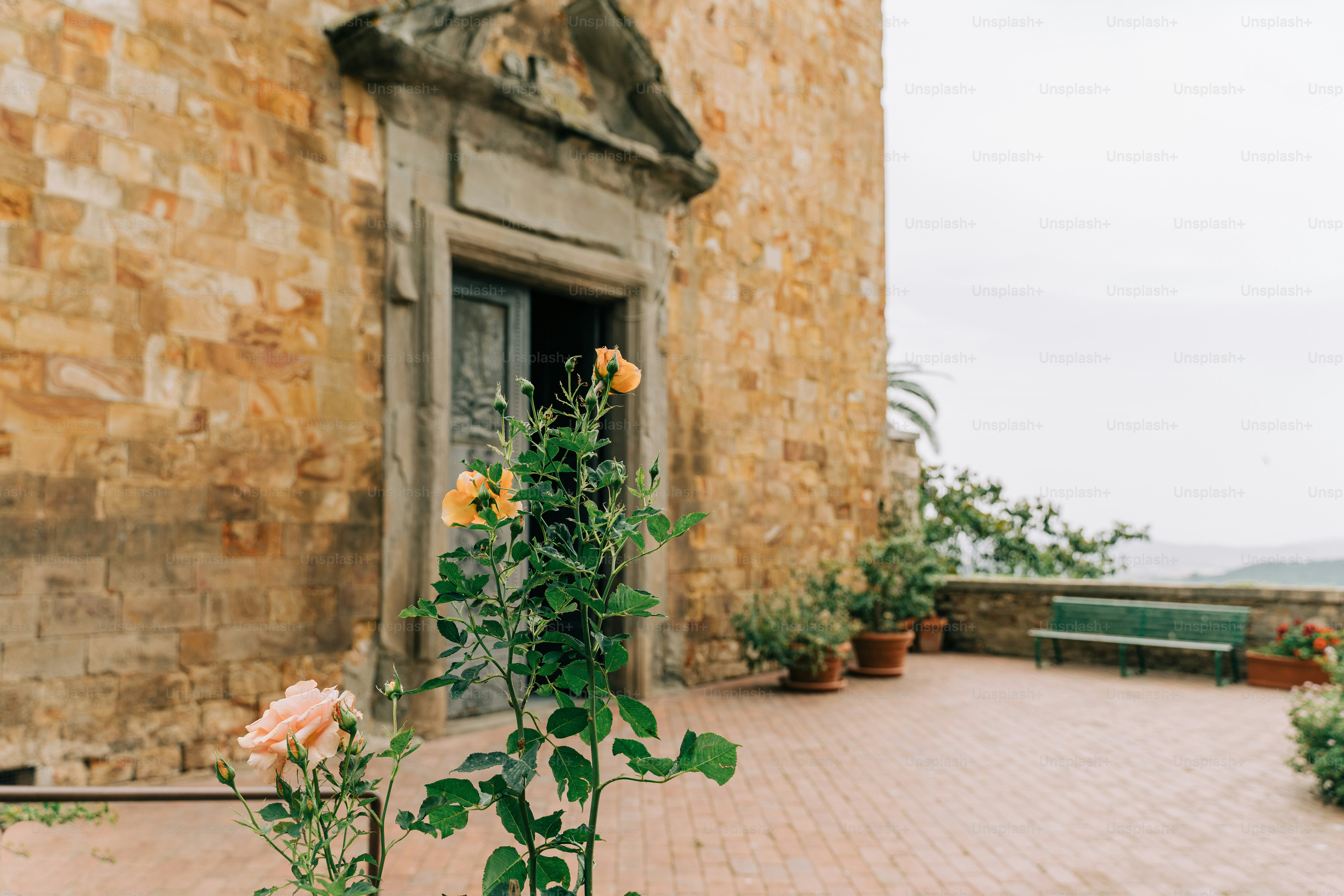 a plant with yellow flowers in front of a stone building